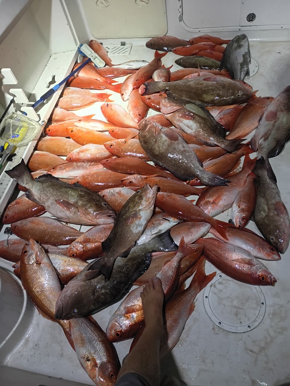 Deck covered edge to edge with vermilion snapper and grouper after a long-range trip