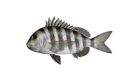 Sheepshead illustration