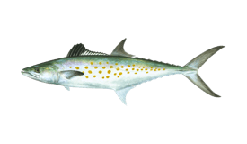 Spanish mackerel illustration