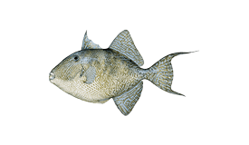 Gray triggerfish illustration